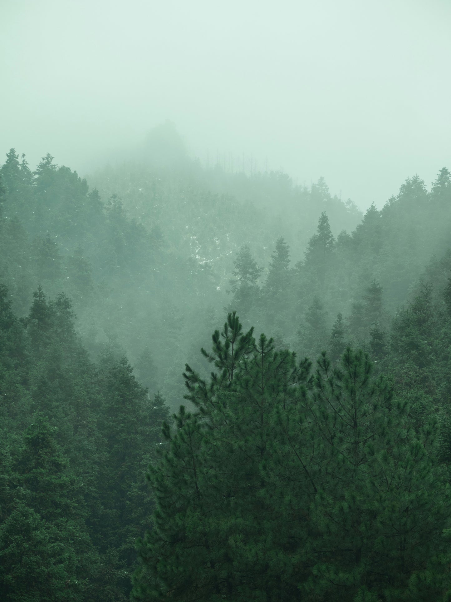 Forest Bathing Botanical Wash