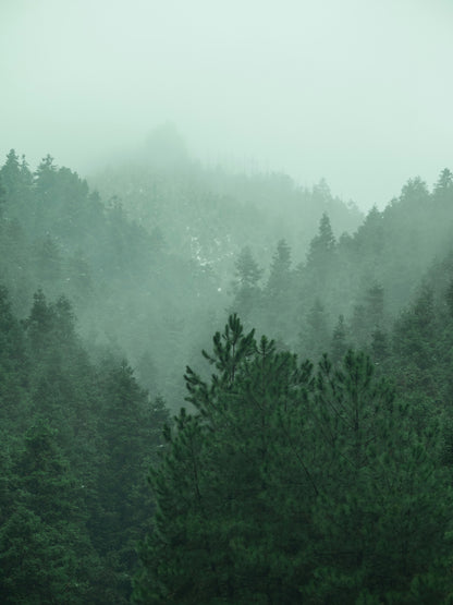 Forest Bathing Botanical Wash