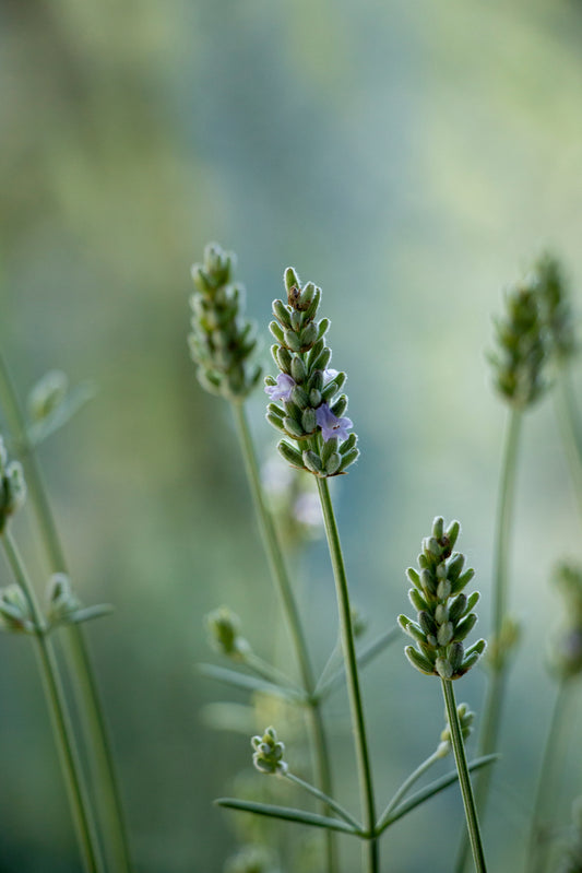 Botanical Facial Cleanser