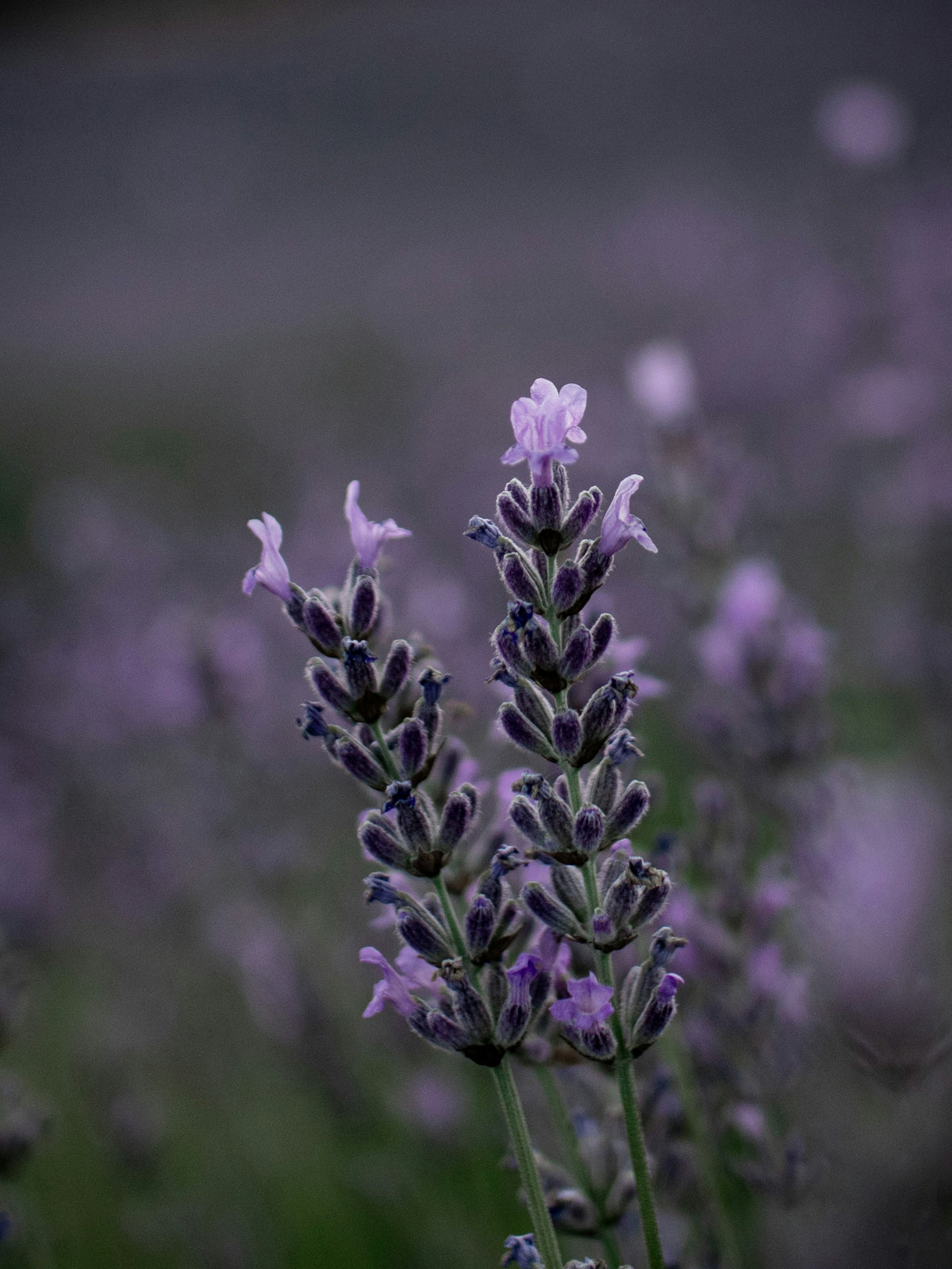 Lavender By The Sea Botanical Body Serum