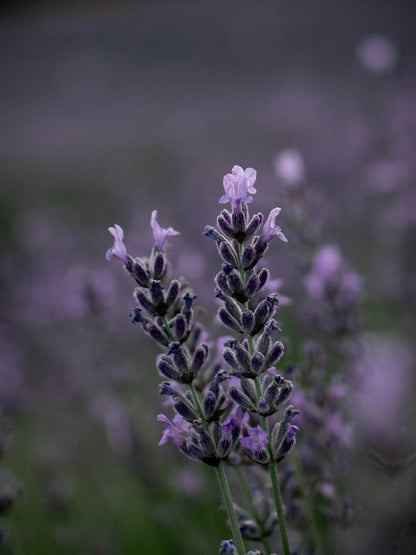Lavender By The Sea Botanical Body Serum