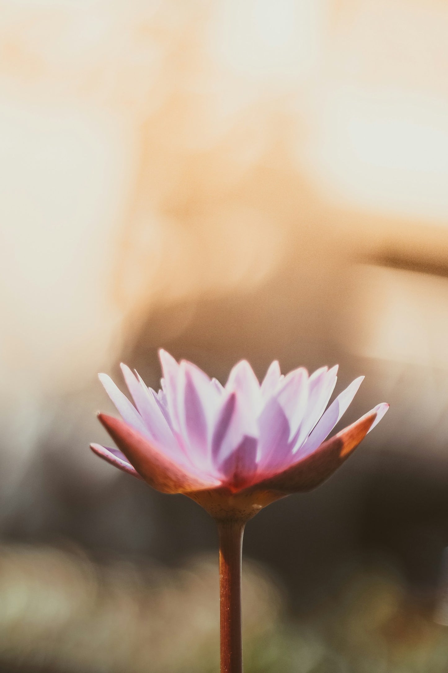 Lotus Water Botanical Facial Cream