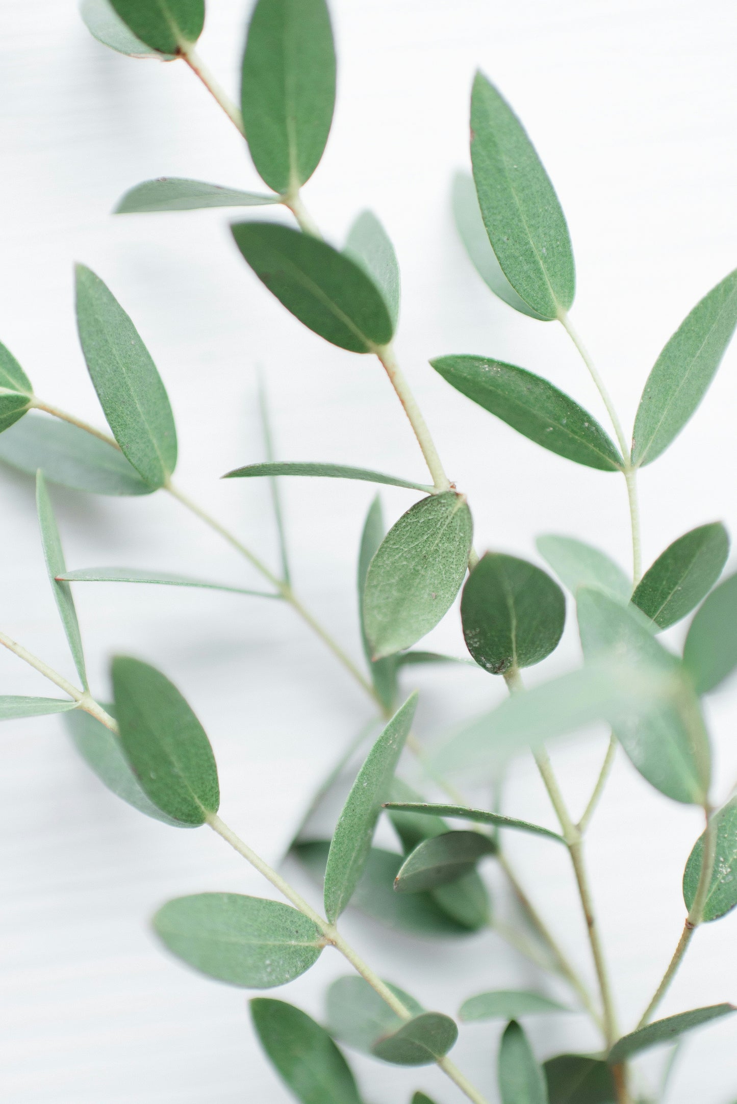 Löyly™ Eucalyptus Sauna & Shower Mist