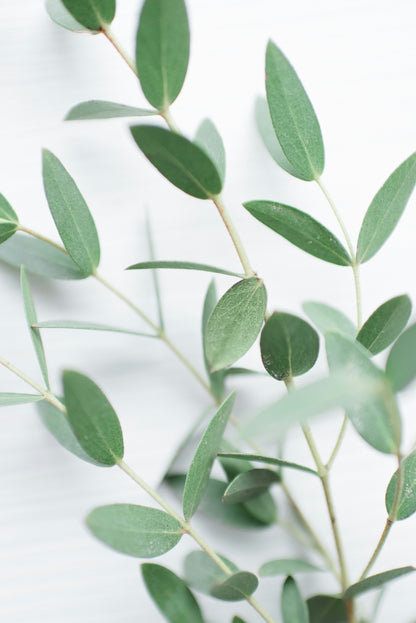 Löyly™ Eucalyptus Sauna & Shower Mist